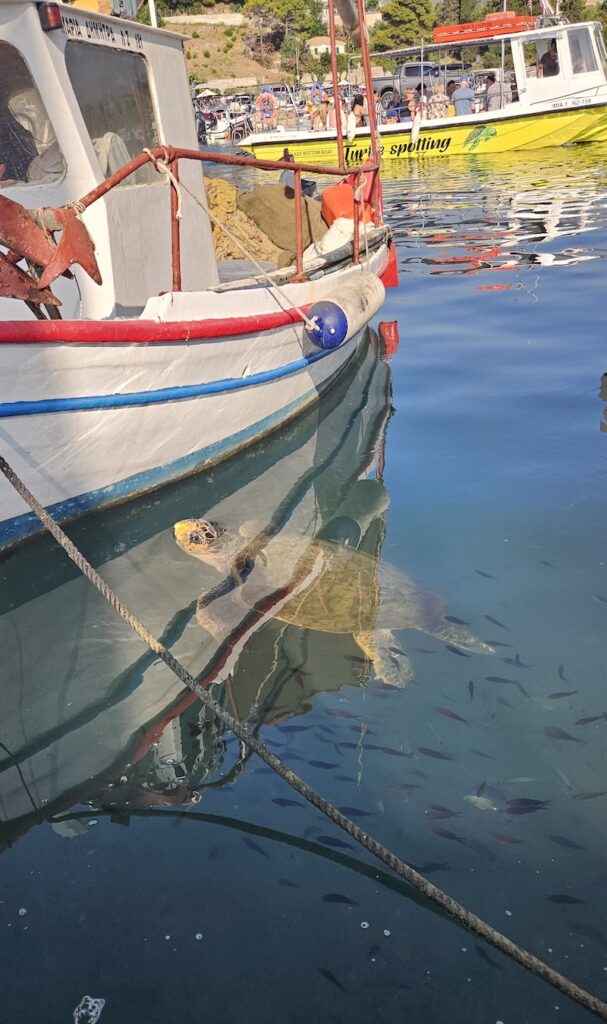 želva plave v přístavu, který právě opouští loď s velkým nápisem "Turtle spotting"